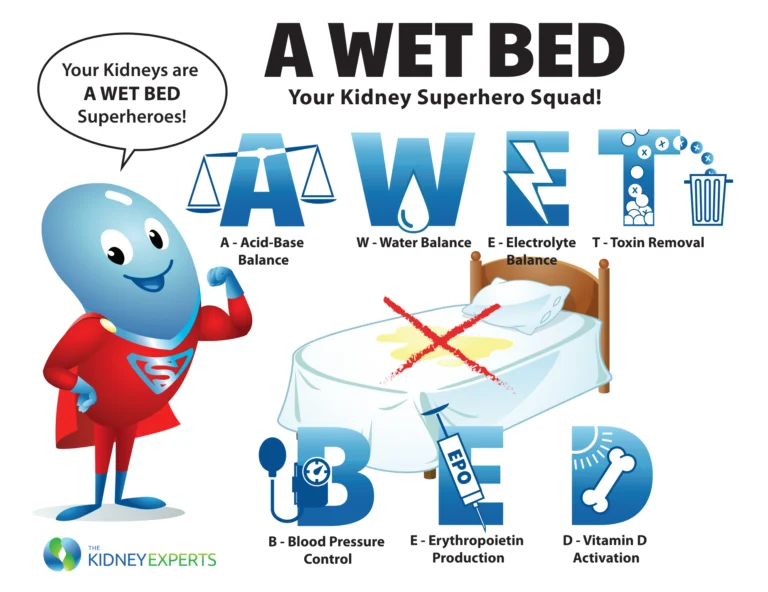 Learn how your kidneys keep you healthy with the "A WET BED" infographic. Superhero mascot Neff demonstrates kidney functions like blood pressure control and waste removal.
